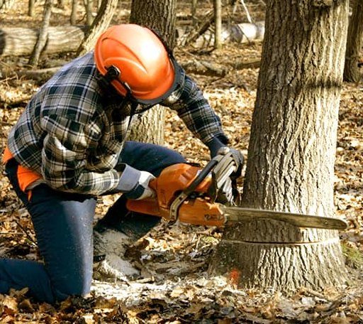 Tree Removal in Sterling, ND